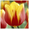 Plante vivace Tulipe