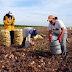 3.8 millones de jornaleros agrícolas trabajan en condiciones inapropiadas: UGOCM