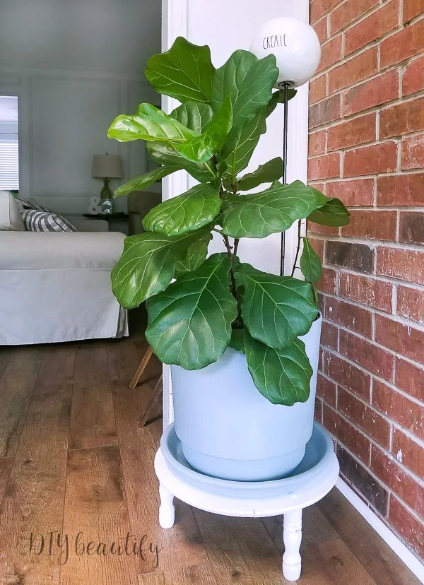 cottage planter fiddle leaf