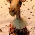 New Baby Giraffe!