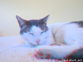 3D Cat Sleeping on the Bed