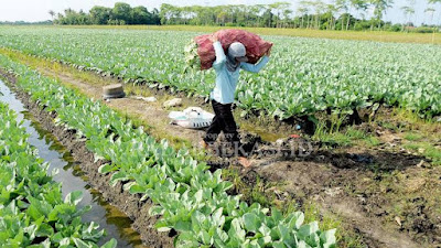 Anggota DPRD Provinsi Jabar Minta Pemprov Jabar Siapkan Diklat Petani Kebun