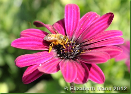 bee on flower