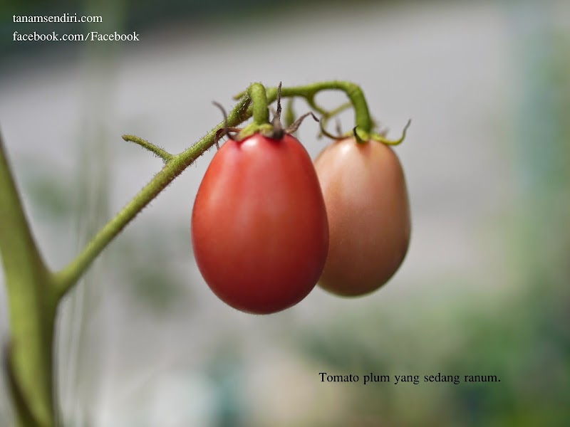 17+ Ide Terpopuler Warna Tomato