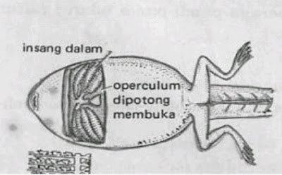 Insan dalam pada berudu