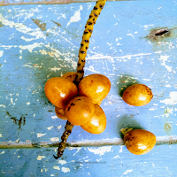 Mamoi Tamul is a variety of palm nut. It's binomial name is Chrysalidocarpus lutescens. Chrysalidocarpus lutescens is a cousin of the larger areca palm (Tamul), that produces betel nuts which can be chewed with betel leaf.