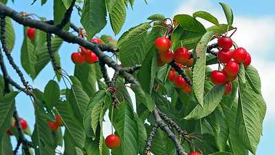 Growing a cherry tree from cutting