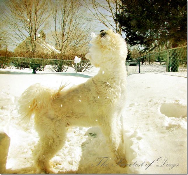 Lily catching snow sig