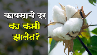 Cotton Rate: कापसाचे दर का कमी झालेत?
