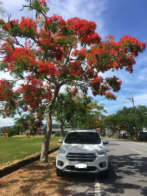 blooming flowers in Taidong, Taiwan