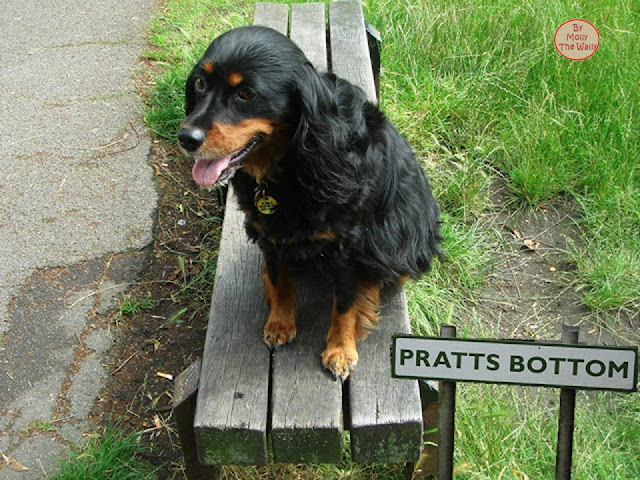 Molly The Wally in the park.