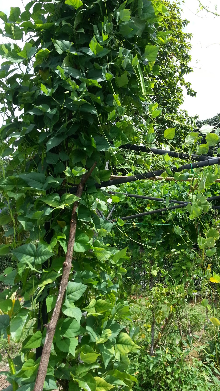 TINGKAT KESUBURAN: KACANG BOTOL BANYAK KHASIAT