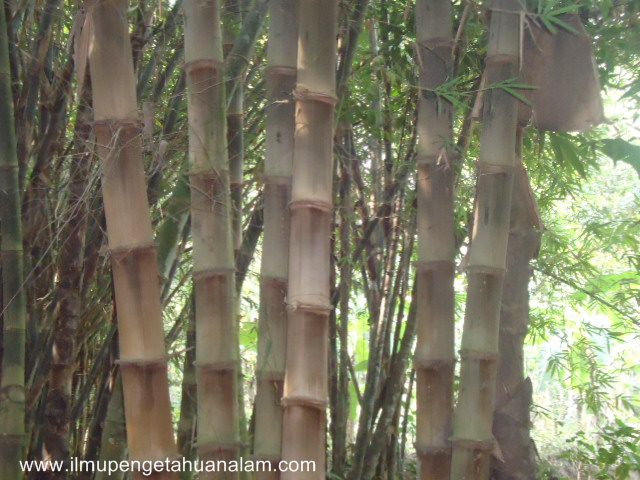 Ciri Khusus 6 Jenis Bambu  dan Fungsinya Manfaatnya 