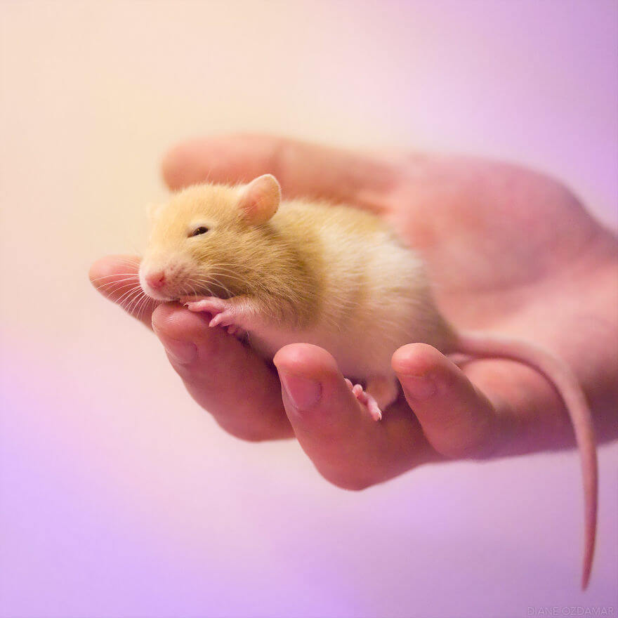 Artist Has Been Photographing Rats For Years To Make The World Love Their Image