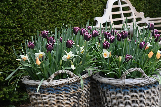 manden met zwarte tulpen