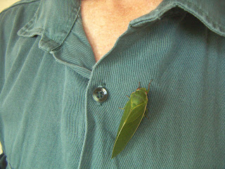 Photo by Deirdre: a cicada on my shirt