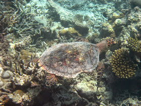 House Reef of Mirihi Maldives Turtle