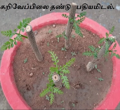 planting the curry leaf cutting.