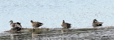 Gadwall - winter visitor