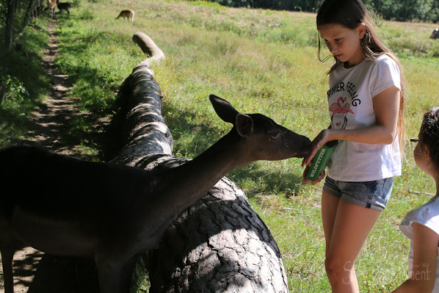 Hunsrück Wildpark Rheinböllen, Hirsche füttern