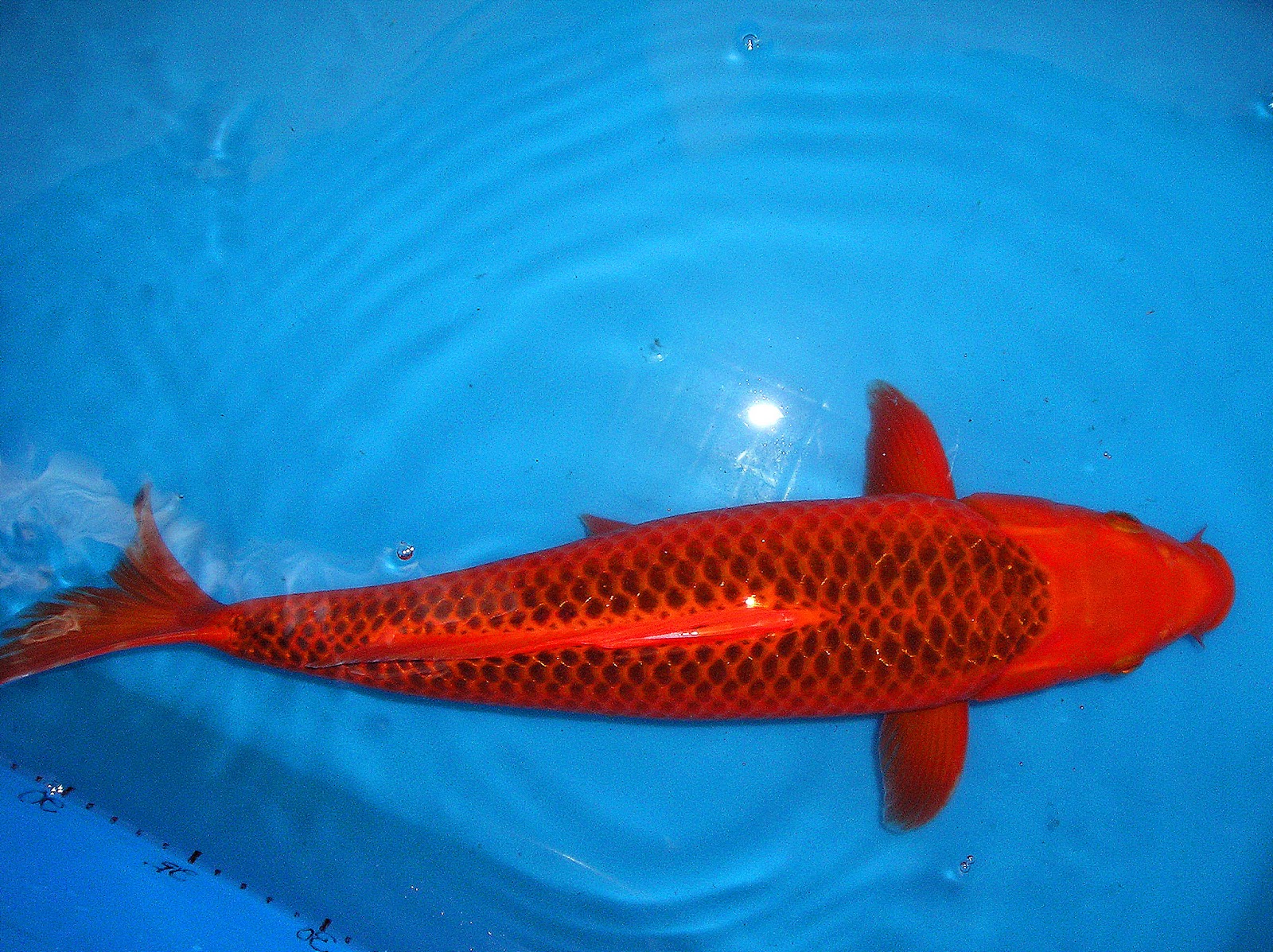 ZENKOI MARKETING : IMPORTED JAPANESE CARP(Koi Fish)