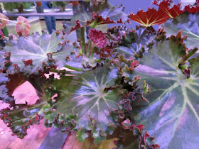 Philadelphia Flower Show 2015- begonia lettuce leaf