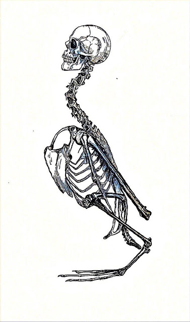 Inmyeonjo's skeleton