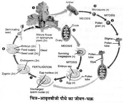 Solutions Class 12 जीव विज्ञान Chapter-2 (पुष्पी पादपों में लैंगिक प्रजनन)