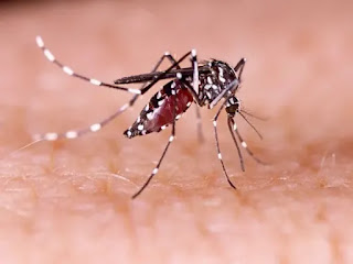 Mostuito que transmite el dengue