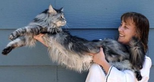 Gato de 1,23 metro bate recorde como o mais longo do mundo. (Foto - Reprodução-Metro)