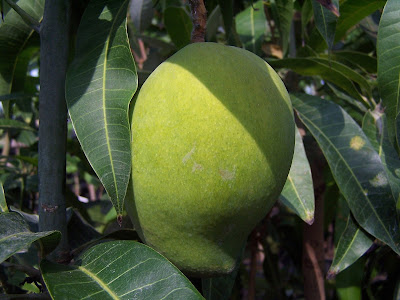 mangga alpukat