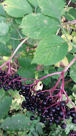 these pictures are zoomed in on leaves and elderberries to help you identify them