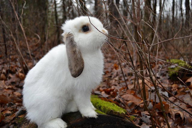 very beautiful mini lop rabbit