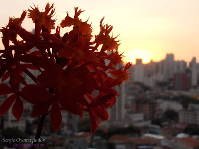 Orquídea Epidendrum fulgens em apartamento