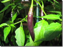 Seedlings & Purple Chilli-3 Seedlings & Purple Chilli-3