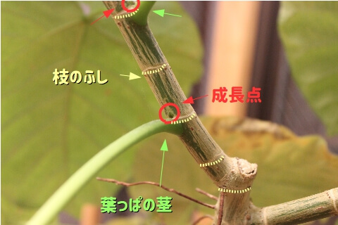 ウンベラータの成長点の図