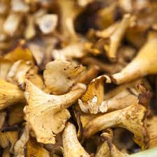 Dried Mushroom Supplier In Bardoli