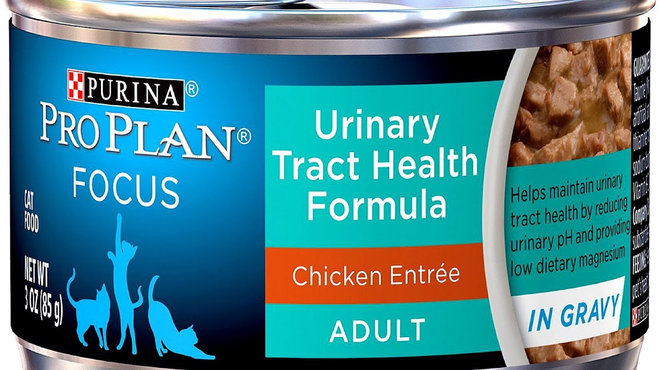 Cat Food For Urinary Tract Problems - Cat Choices