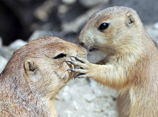 Animals in love on Valentine's Day