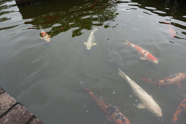 とっとり花回廊の水上花壇の池の錦鯉