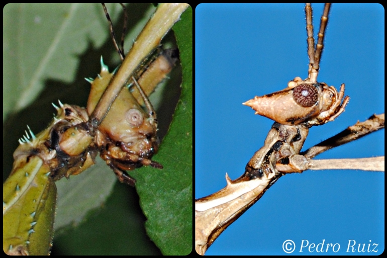 Detalle de la cabeza de una hembra y un macho de Extatosoma tiaratum