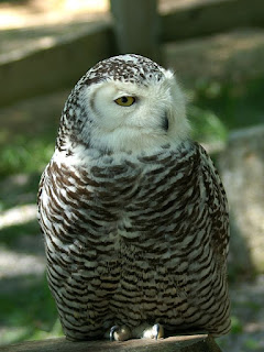 Harfang des neiges - Chouette harfang - Bubo scandiacus