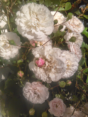 rosal blanco trepador
