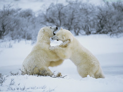 bears normal resolution hd desktop background wallpaper 19