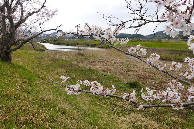 鳥取県西伯郡南部町阿賀 法勝寺川沿いの堤防道路