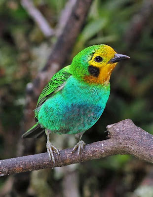 Multicolored Tanager