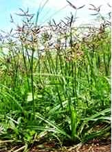 Herba & Tumbuhan: Khasiat Rumput Teki Untuk Kesihatan