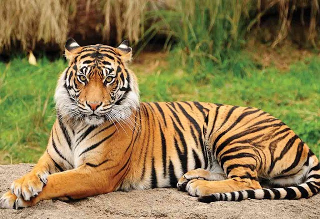Know About Tigers 