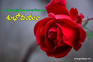 Telugu morning greetings with rose flowers,have a nice day in Telugu.