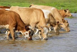 Benefits of water to livestock animals